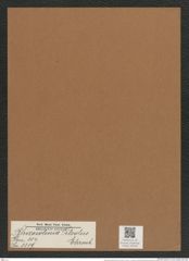 Rhizosolenia pileolus Ehrenb. (de-Toni-Nr.: Genus 114, Species 3319) Zeichnungen Sammlung Grunow Mappe 03520 (Herbarium_W_Grunow_drawings_Folder_03520)